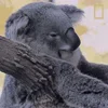 🥱 Эмодзи «Animals» для Telegram
