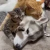 🥰 Эмодзи «Animals» для Telegram