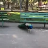 🕺 Эмодзи «Animals» для Telegram