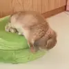 🐰 Эмодзи «Animals» для Telegram