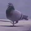 🕺 Эмодзи «Animals» для Telegram