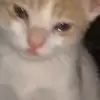 😭 Эмодзи «Animals» для Telegram