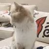 👀 Эмодзи «Animals» для Telegram