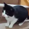 🐈 Эмодзи «Animals» для Telegram