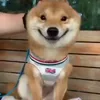 🙂 Эмодзи «Animals» для Telegram