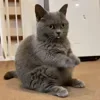 👏 Эмодзи «Animals» для Telegram