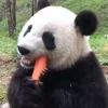🥕 Эмодзи «Animals» для Telegram