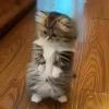 🙃 Эмодзи «Animals» для Telegram