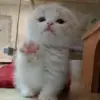 👅 Эмодзи «Animals» для Telegram