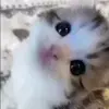 🥺 Эмодзи «Animals» для Telegram