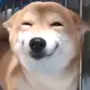 😊 Эмодзи «Animals» для Telegram