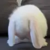 🐰 Эмодзи «Animals» для Telegram