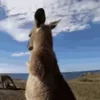 🦘 Эмодзи «Animals» для Telegram