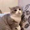 😡 Эмодзи «Animals» для Telegram