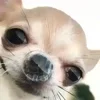 🫧 Эмодзи «Animals» для Telegram