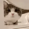 👀 Эмодзи «Animals» для Telegram