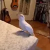 🐦 Эмодзи «Animals» для Telegram