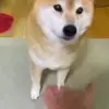 🤝 Эмодзи «Animals» для Telegram