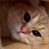 Эмодзи Animals для Telegram — скачать