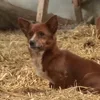 😭 Эмодзи «Animals» для Telegram