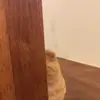 👀 Эмодзи «Animals» для Telegram