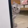 👀 Эмодзи «Animals» для Telegram