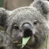 🐨 Эмодзи «Animals» для Telegram