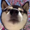 👀 Эмодзи «Animals» для Telegram