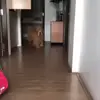 😘 Эмодзи «Animals» для Telegram