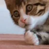🫢 Эмодзи «Animals» для Telegram
