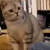 😨 Эмодзи «Animals» для Telegram