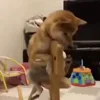 👀 Эмодзи «Animals» для Telegram