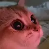 😍 Эмодзи «Animals» для Telegram