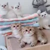 🐱 Эмодзи «Animals» для Telegram
