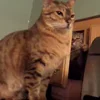 👊 Эмодзи «Animals» для Telegram