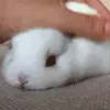 🐰 Эмодзи «Animated Rzhombiks» для Telegram