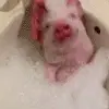 🐷 Эмодзи «Animated Rzhombiks» для Telegram