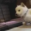 😘 Эмодзи «Animated Rzhombiks» для Telegram