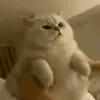 ❤️ Эмодзи «Animated Rzhombiks» для Telegram