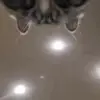 😶 Эмодзи «Animated Rzhombiks» для Telegram