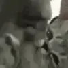❤️ Эмодзи «Animated Rzhombiks» для Telegram