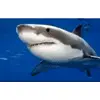 🦈 Эмодзи «Animated Rzhombiks» для Telegram