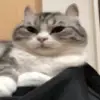 🥱 Эмодзи «Animated Rzhombiks» для Telegram