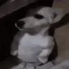 🥲 Эмодзи «Animated Rzhombiks» для Telegram