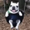 🙂 Эмодзи «Animated Rzhombiks» для Telegram
