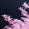🌸 Эмодзи «Animated» для Telegram
