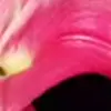 🌸 Эмодзи «Animated» для Telegram
