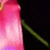🌸 Эмодзи «Animated» для Telegram