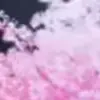 🌸 Эмодзи «Animated» для Telegram