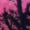 🌸 Эмодзи «Animated» для Telegram